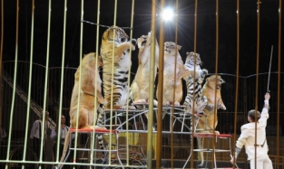 Львицы и тигры показали чудеса послушания на арене омского цирка